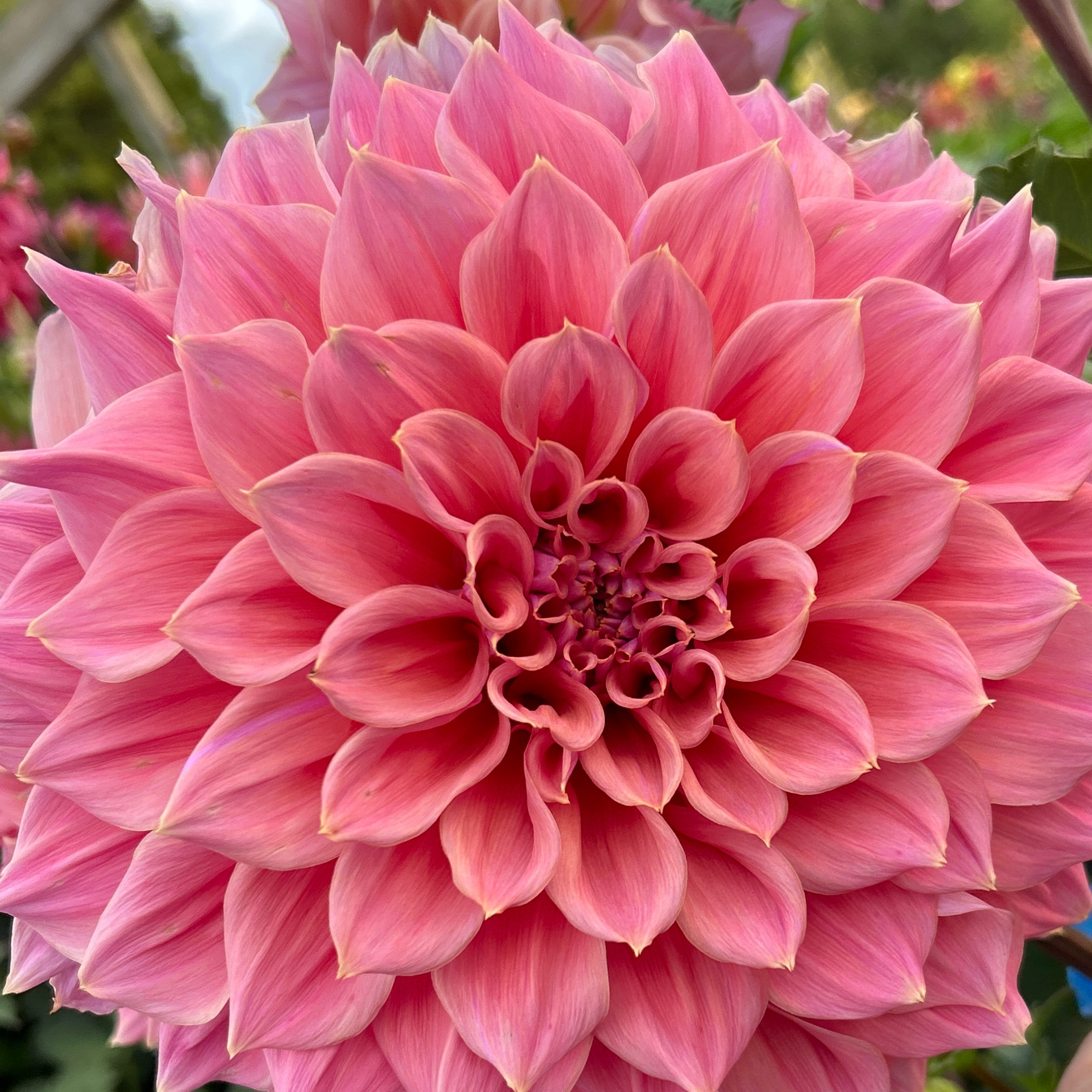 Formby Monarch Firetail Garden formby-monarch-firetail-garden