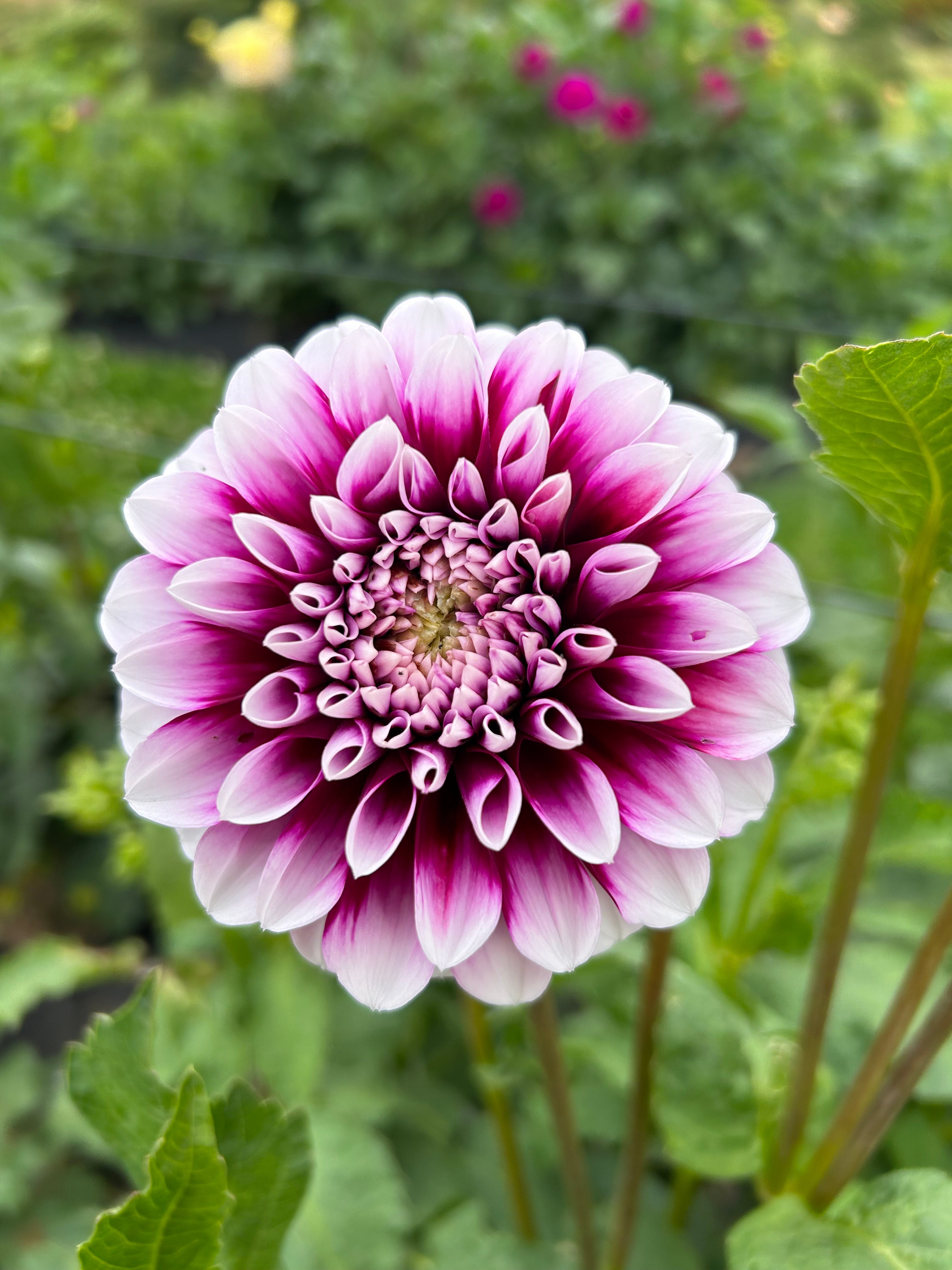 Rothsay Reveller Firetail Garden rothsay-reveller-firetail-garden